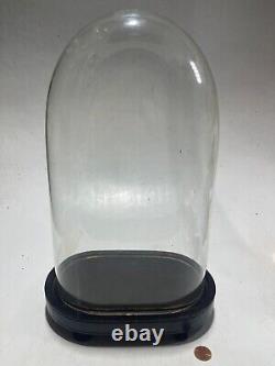 14 X 8.75 Glass Dome Bell Jar/Cloche Specimen Display Case Wood Base Clear