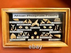 20-Million-Year-Old African Phosphate Fossils Mounted in a wood display case FS