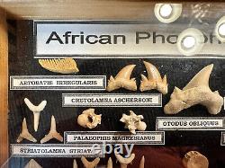 20-Million-Year-Old African Phosphate Fossils Mounted in a wood display case FS