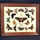 Antique Butterfly Taxidermy Mounted Framed Collection Heavy Wood Display Case