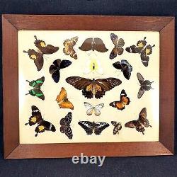 Antique Butterfly Taxidermy Mounted Framed Collection Heavy Wood Display Case