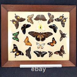 Antique Butterfly Taxidermy Mounted Framed Collection Heavy Wood Display Case