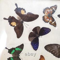 Antique Butterfly Taxidermy Mounted Framed Collection Heavy Wood Display Case