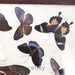 Antique Butterfly Taxidermy Mounted Framed Collection Heavy Wood Display Case