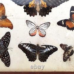 Antique Butterfly Taxidermy Mounted Framed Collection Heavy Wood Display Case