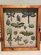 Ceramic Bug Art Dragonfly Moth Insects Bugs Art Pottery In Wood Display Case