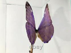 DISPLAY TAXIDERMY BUTTERFLY GLASS & Wood BEAUTIFUL MORPHO MENELAUS BLUE LARGE