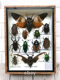 Insect Display Box Tarantula Spider Scorpion Beetle Bug Taxidermy Wood Case S