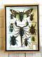 Insect Display Box Tarantula Spider Scorpion Beetle Bug Taxidermy Wood Case S
