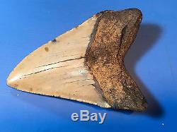 Megalodon Shark Tooth Collection 7 Nice Large Fossil Teeth + Wood Display Case