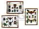 Real 3 Box Insect Bug Bee Animal Taxidermy Display Framed Case Kit Decor Gpasy