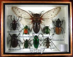 Real 3 Box Insect Bug Bee Animal Taxidermy Display Framed Case Kit Decor gpasy