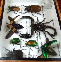 Real 3 Box Insect Bug Bee Animal Taxidermy Display Framed Case Kit Decor gpasy