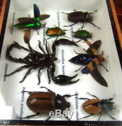 Real 3 Box Insect Bug Bee Animal Taxidermy Display Framed Case Kit Decor gpasy