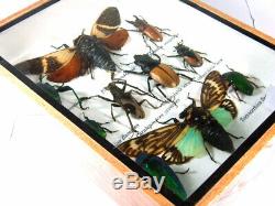 Real 3 Box Insect Bug Bee Animal Taxidermy Display Framed Case Kit Decor gpasy