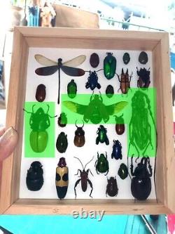 Real Insect Bug Butterfly Taxidermy Display Wood Framed Box Case Collection Gift