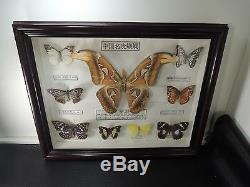 SET 9 Real Butterfly Collection Wood Framed Glass Display Taxidermy Case