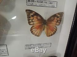 SET 9 Real Butterfly Collection Wood Framed Glass Display Taxidermy Case