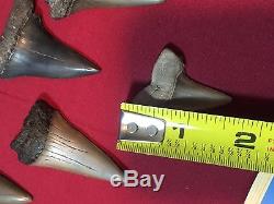 Shark Tooth Collection 18 Large Fossil Teeth Megladon, Mako++ Wood Display Case