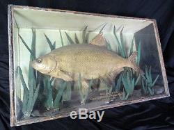 Taxidermy 19th Century Antique Large Bream Fish Glass Display Case Mancave