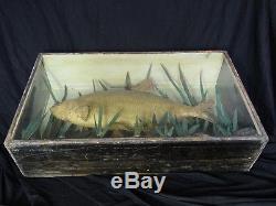 Taxidermy 19th Century Antique Large Bream Fish Glass Display Case Mancave