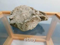 Vertebrae Fossil in Wood Display Case