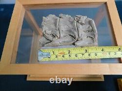 Vertebrae Fossil in Wood Display Case