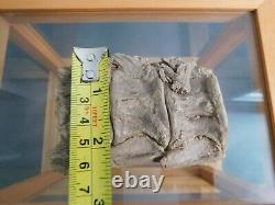 Vertebrae Fossil in Wood Display Case