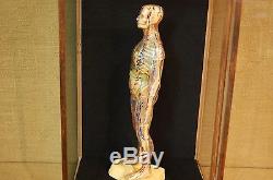 Vintage 1950's Anatomical Model in a vintage wood and glass display case, vintag