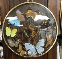 Vintage Taxidermy Butterfly's In Wood Glass Display Case VG