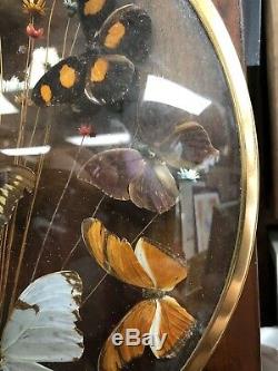 Vintage Taxidermy Butterfly's In Wood Glass Display Case VG