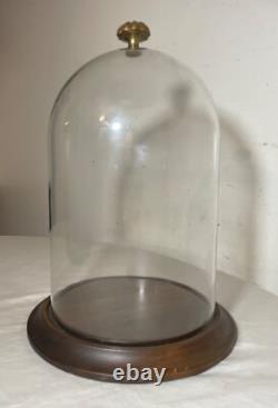 Vintage glass wood brass display case cloche dome statue show cabinet bell jar